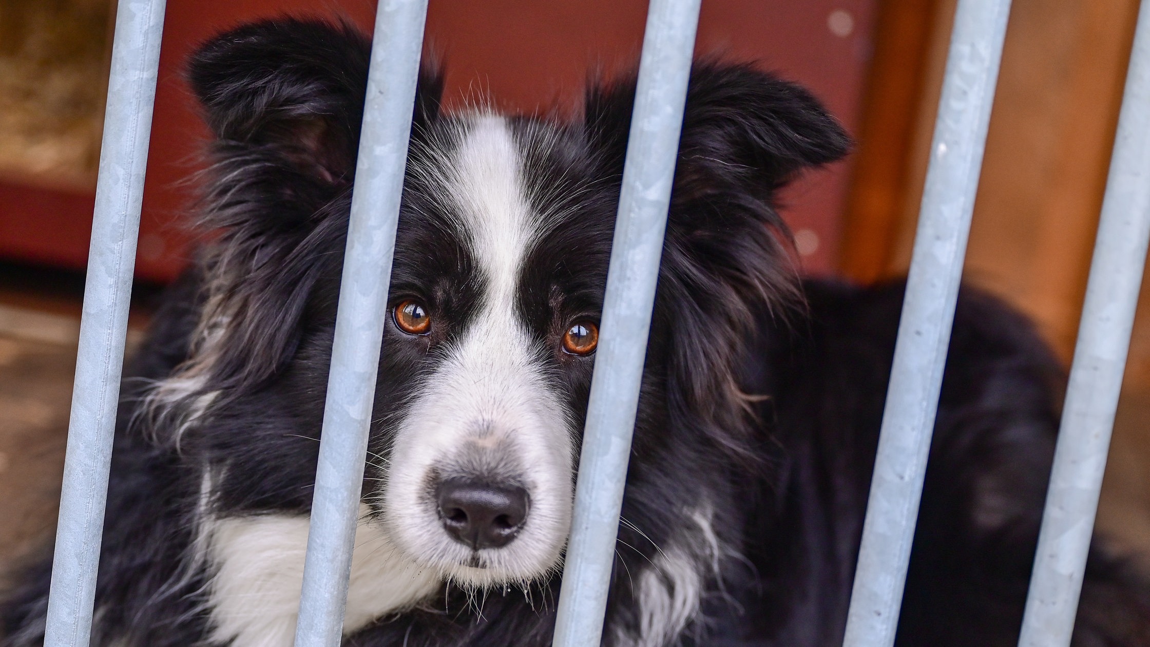 Hund F Hrt Allein Im Zug Nach Bremen Suche Nach Halter Geht Weiter