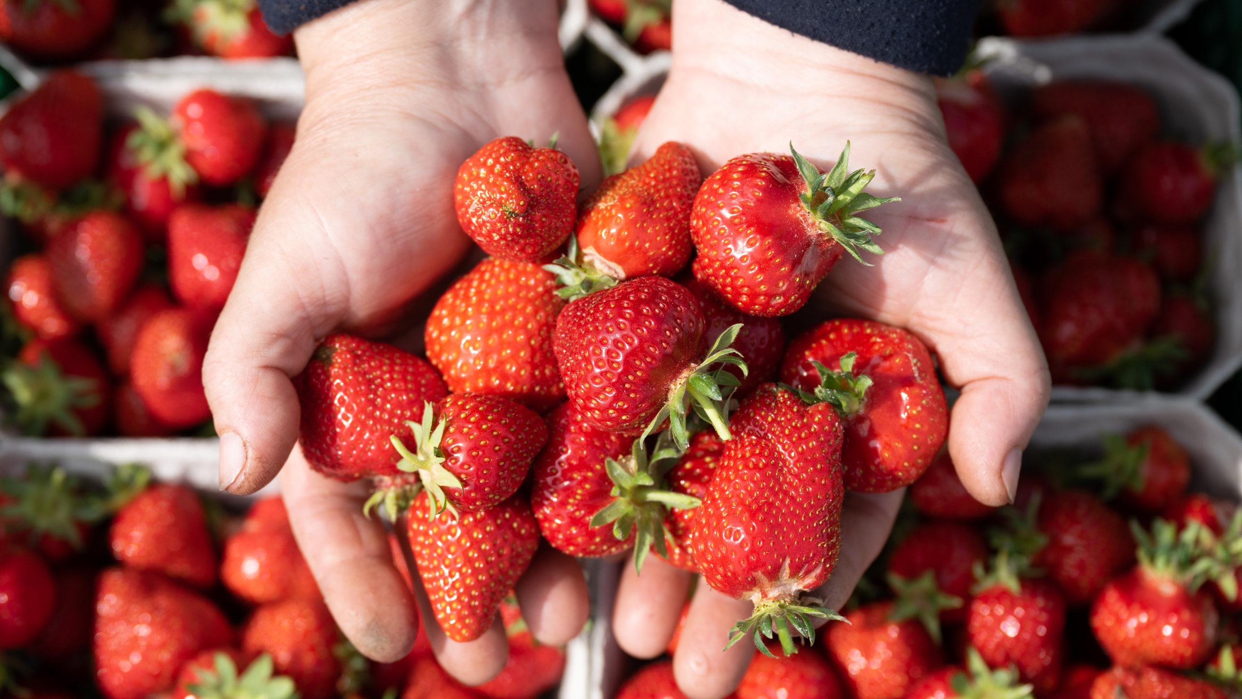 Pestizide In Erdbeeren Darauf Sollten Bremer Achten Buten Un Binnen