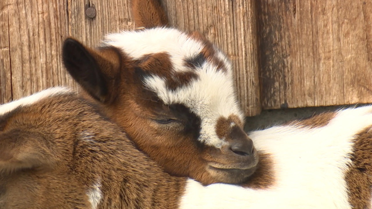 So süß sind diese Tierbabys im Bremer Bürgerpark buten un binnen