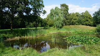 Ein Teich in einem Park, umgeben von Wiese und Bäumen.