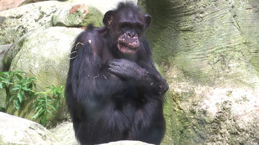 Ein Schimpanse sitzt auf einem Felsen im Bremerhavener Zoo am Meer.