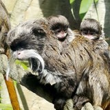 Zwei Baby-Affen auf dem Rücken des Affen-Papas.