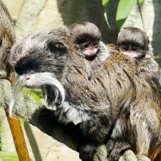 Zwei Baby-Affen auf dem Rücken des Affen-Papas.