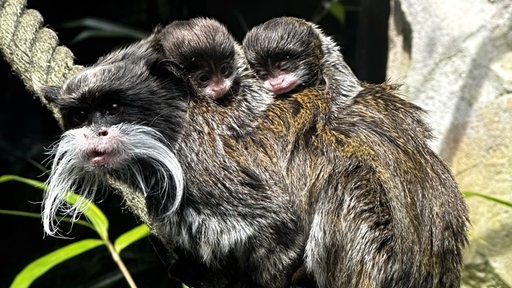 Ein Affe mit Schnurrbart sitzt auf einem Tau und hat zwei Junge auf dem Rücken.