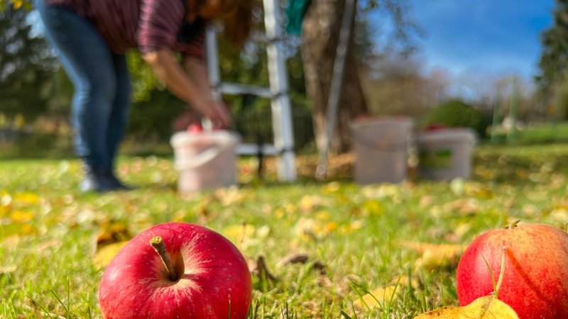 In einem Garten liegen im Vordergrund schöne rote Äpfel im Gras. Eine Frau sammelt Äpfel in einem Eimer. 