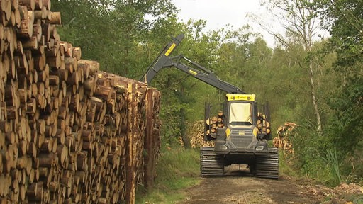 Baumfällarbeiten: Holz wird gestapelt.