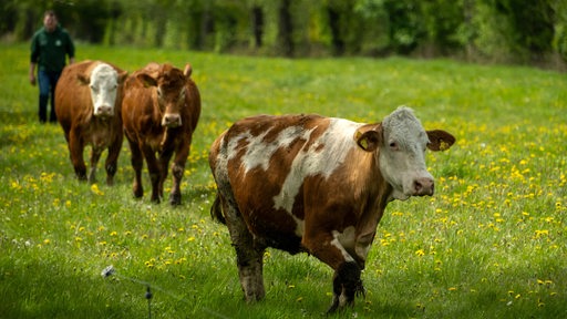 Weideaustrieb auf einem Biohof, Limousin-Rind und Fleckvieh (vorne) auf der Weide in Bremen.