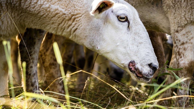 Ein Schaf mit sichtbarer Infektion am Mund steht auf einer Wiese.