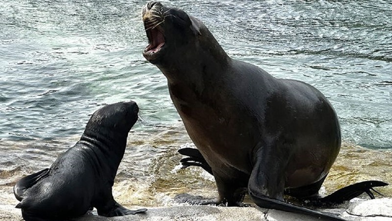 Das Seelöwin Zoe und ihr Junges Lío sitzen im Bremerhavener Zoo einem Felsen.