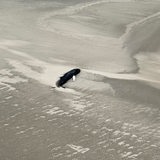 Ein toter Wal liegt an einem Strandabschnitt auf einer Sandbank oestlich von Wangerooge.