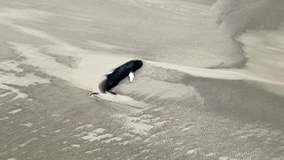 Ein toter Wal liegt an einem Strandabschnitt auf einer Sandbank oestlich von Wangerooge.