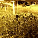 Eine überdachte Cannabis Plantage mit gelber Beleuchtung.