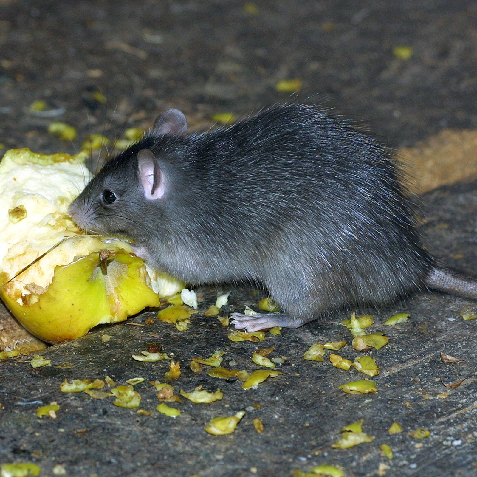 Ratten Leben In Spielplatznahe In Der Bremer Neustadt Buten Un