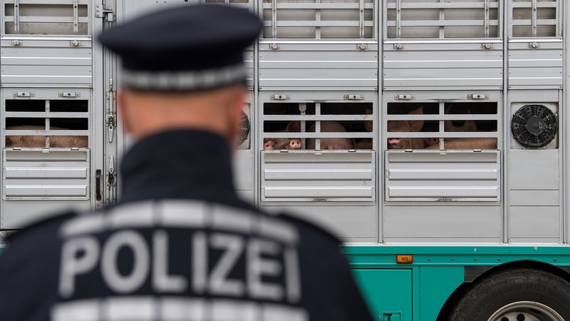 Polizisten kontrollieren während einer Schwerpunktkontrolle Tiertransport an der Autobahn A5