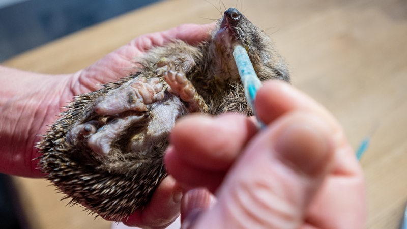 Warmer Winter Ist Fur Igel Lebensgefahrlich Buten Un Binnen