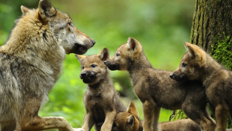 Darauf Mussen Spazierganger In Der Welpenzeit Der Wolfe Achten Buten Un Binnen