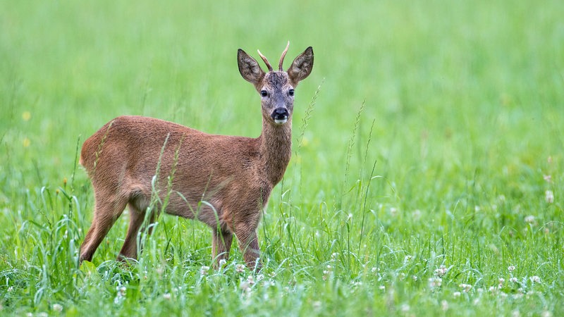 Reh Springt Am Hellichten Tag Durch Belebten Stadtteil In Bremerhaven Buten Un Binnen