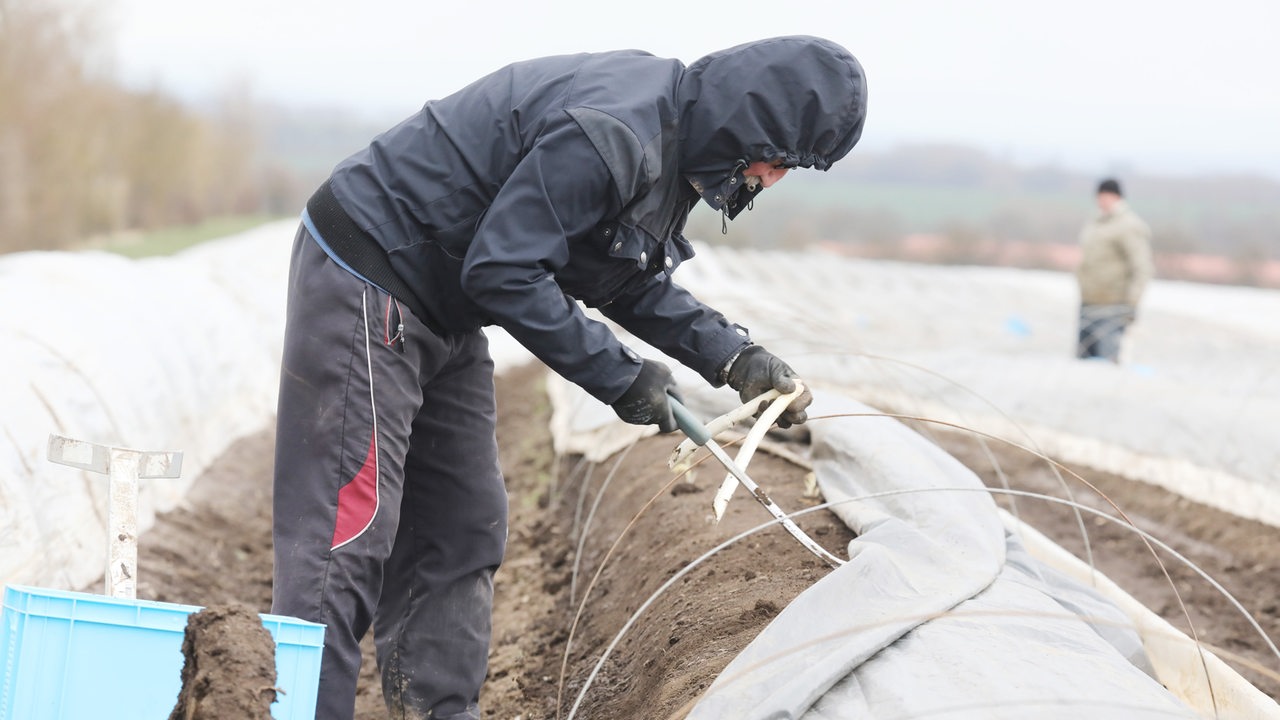 8 more corona infections at the asparagus farm in the Diepholz district