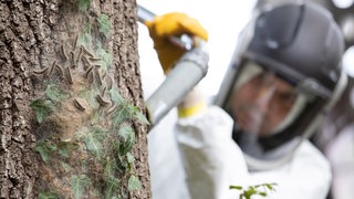Ein Mitarbeiter einer Schädlingsbekämpfungsfirma in Schutzkleidung, saugt Eichenprozessionsspinner vom Stamm einer Eiche ab.