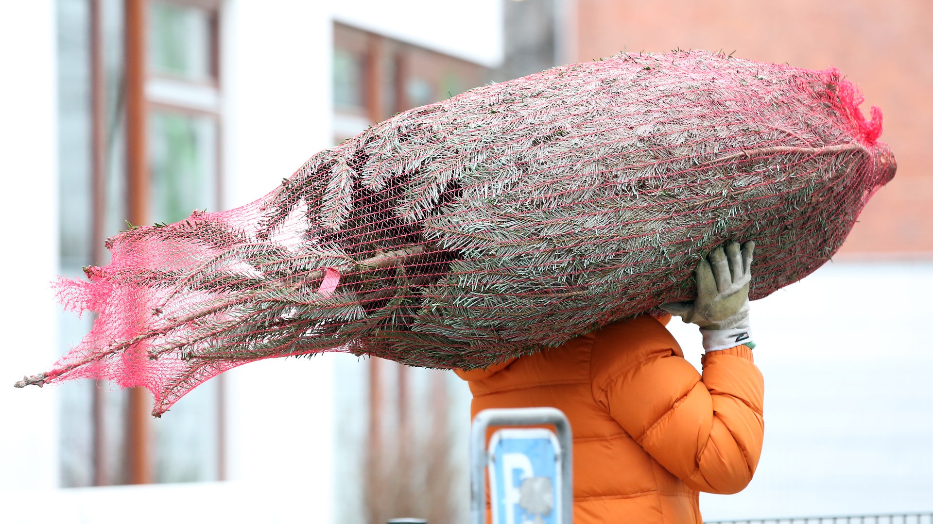 Woher kommt der Weihnachtsbaum? buten un binnen