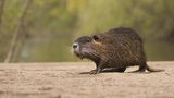 Ein Nutria.