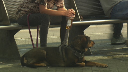 Ein Mensch sitzt mit einer Flasche Bier an der Haltestelle am Hauptbahnhof mit seinem Hund. 