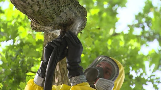 Eine Person in gelbem Schutzanzug und Atemmaske eintfernt das Nest eines Eichenprozessionsspinners von einem Baum.