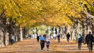 Spaziergänger gehen durch eine herbstlich verfärbte Allee am Rudolf-von-Bennigsen-Ufer in Hannover