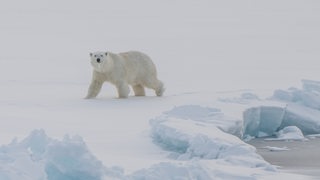 Junger Eisbär auf dem Eis.