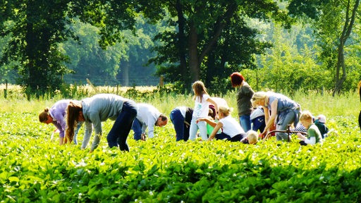 Familien pflücken Erbeeren auf dem Hof Kaemena