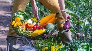 Eine Frau mit gefüllte Korb mit diversem Gartengemüse bei der Zucchini-Ernte.