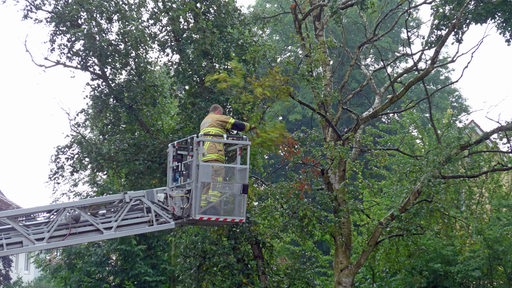 Ein Feuerwehrmann der Feuerwehr Bremen sägt den Ast eines Baums ab