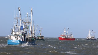 Mehrere Fischkutter fahren auf dem Meer.