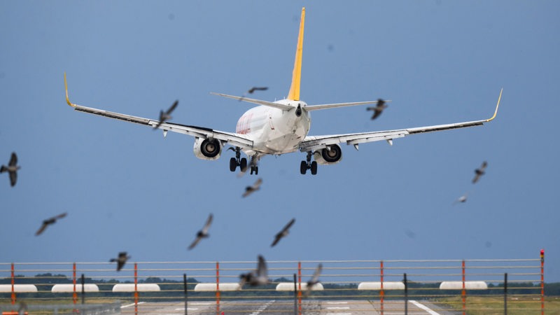 Ein Flugzeug von Pegasus Airlines landet hinter einem Vogelschwarm auf einem Flughafen.