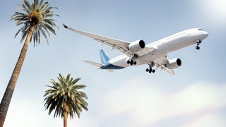 Ein Flugzeug fliegt über Palmen hinweg