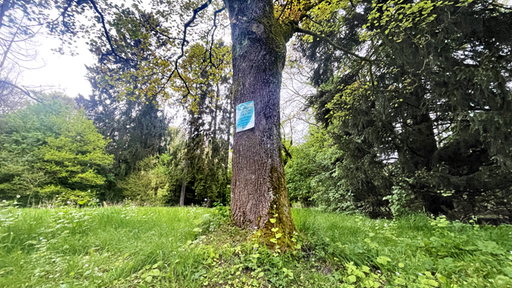 Bremens höchste Erhebung liegt im Friedehorstpark. Auf ihr steht ein großer Baum.