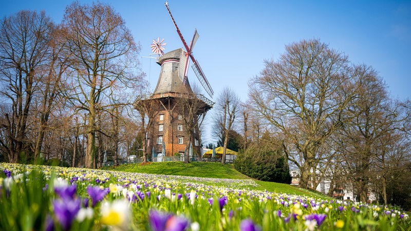 Blumen blühen in den Bremer Wallanlagen. Im Hintergrund ist eine Windmühle zu sehen.