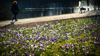 Krokusse blühen auf einer Wiese. Im Hintergrund läuft mit einem Hund.