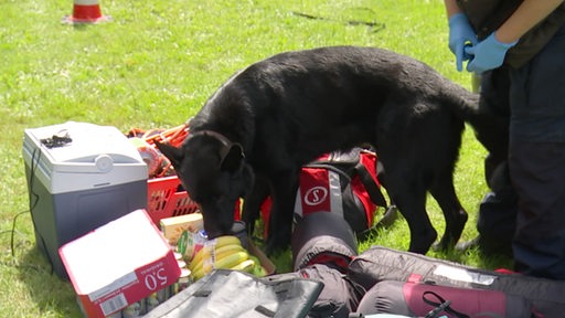 Ein Spürhund beschnuppert während einer Durchsuchung das Gepäck eines Festivalbesuchers