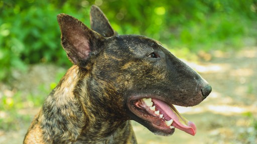 Ein Bullterrier schaut mit ausgestreckter Zunge über eine Rasenfläche.