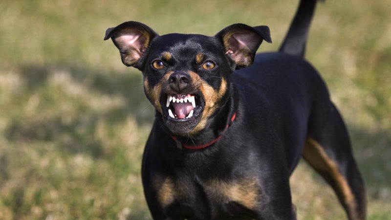 Ein Manchester Terrier (Canis lupus familiaris) zeigt beim Knurren die Zähne.