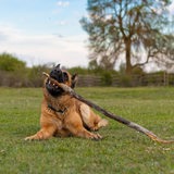 Ein Schäferhund spielt mit einem Stock, während er auf einer Weise liegt.