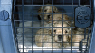 Mischlings-Welpen (Cocker Spaniel - Pudel) sitzen in einer Transportbox