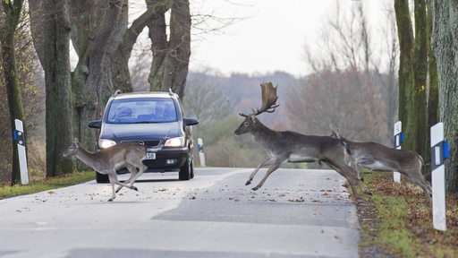 Zwei Rehe und ein Hirsch rennen über eine Fahrbahn.