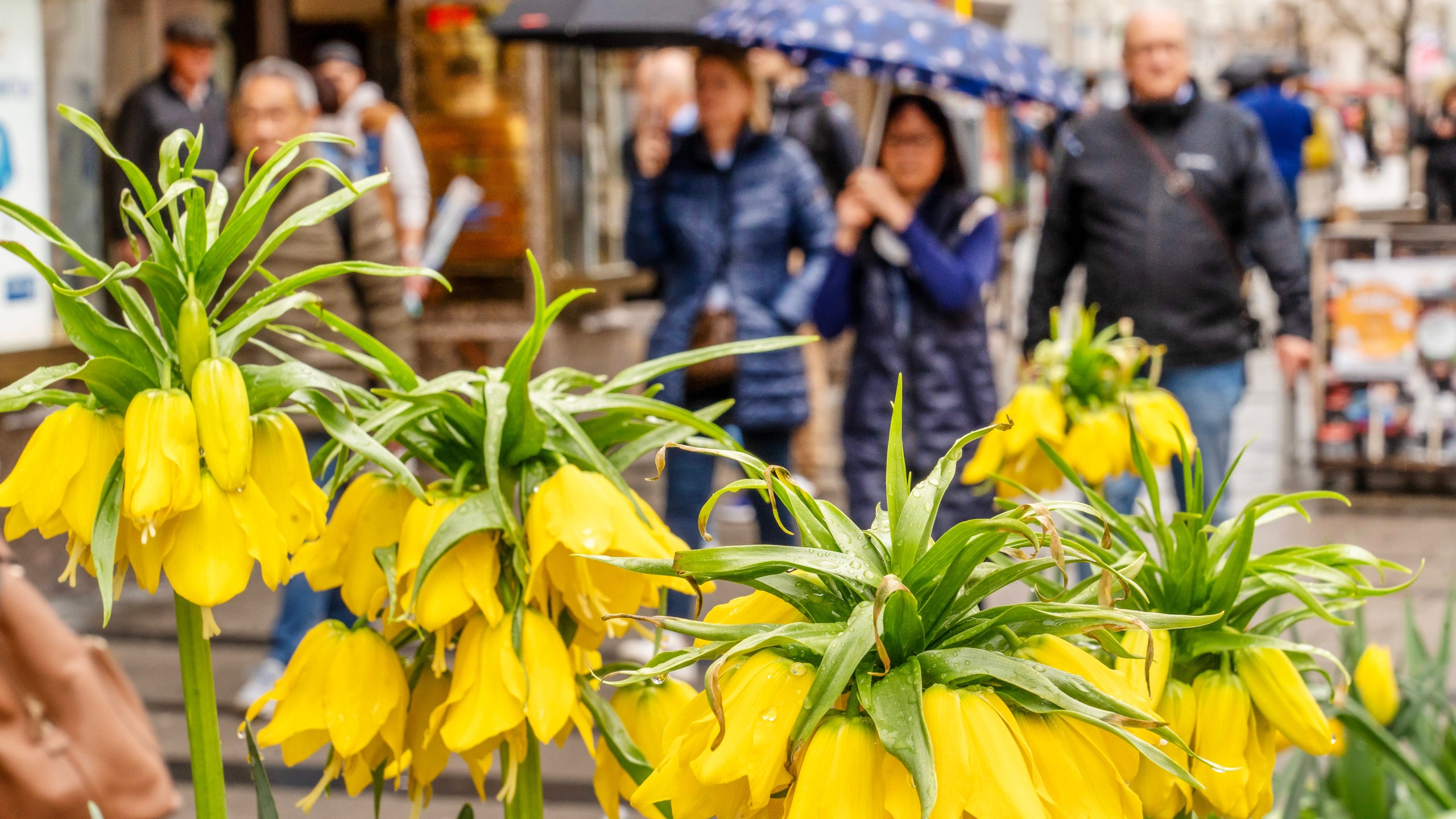 nachts-wird-s-nur-ein-grad-so-normal-ist-frost-im-mai-in-bremen