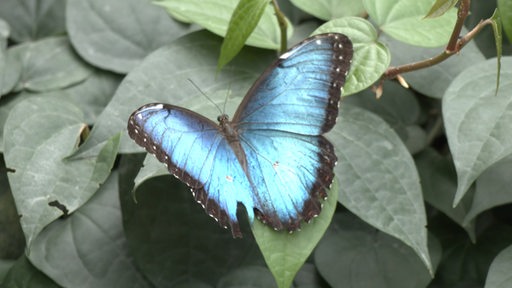 Auf einem grünen Blatt sitzt ein Schmetterling mit blauen Flügeln.