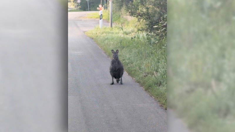 Ein Känguru steht auf einer Landstraße.