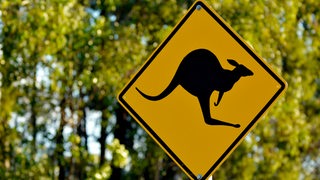 Ein gelbes Warnschild mit einem schwarzen Känguru steht vor grünen Bäumen.
