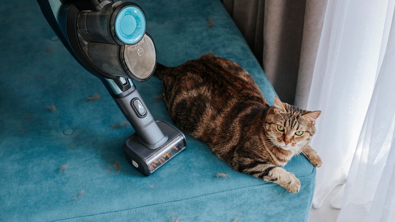 Eine Katze sitzt auf einem Sofa neben einem Staubsauger.