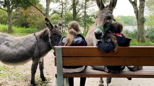 Kinder sitzen auf einer Bank und streicheln Esel